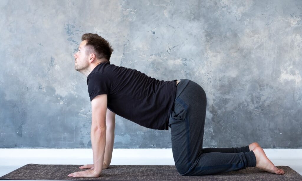 Cow Pose Bitilasana Benefits And Contraindications cow-pose-bitilasana-benefits-and-contraindications